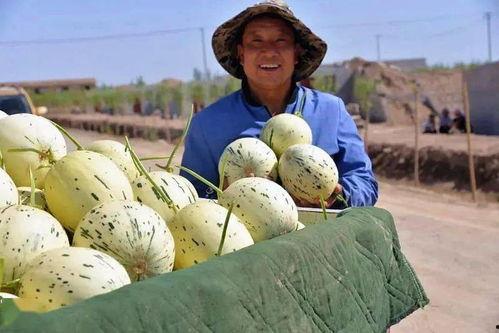 瓜州是不是免费吃瓜,免费瓜果盛宴，尽享甜蜜时光